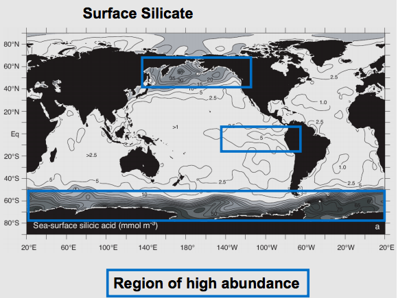 Regions of high abundance of Diatoms in the ocean
