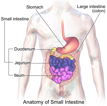 Anatomy of Small intestine