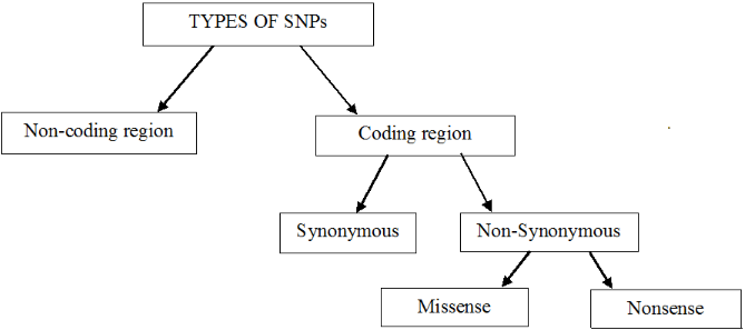 Types of single-nucleotide polymorphism (SNPs)