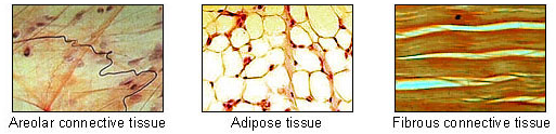 Adipose tissue is one of the main types of connective tissue