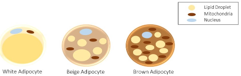 Morphology of three different classes of adipocytes