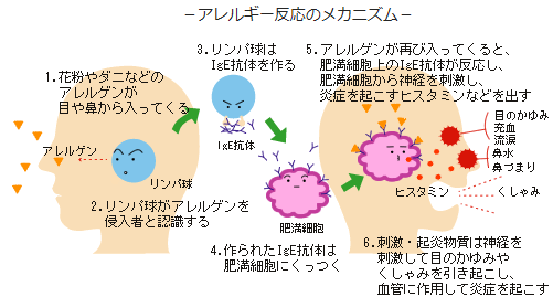 アレルギー反応のメカニズム