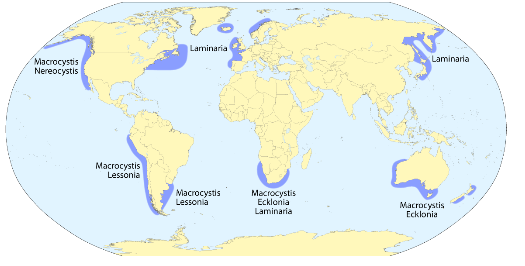 Global distribution of kelp