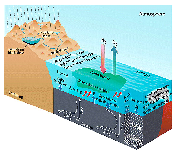 Model to illustrate the variety of geochemical processes characteristic of OAEs