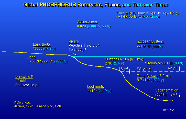 Global phosphorus reservoirs