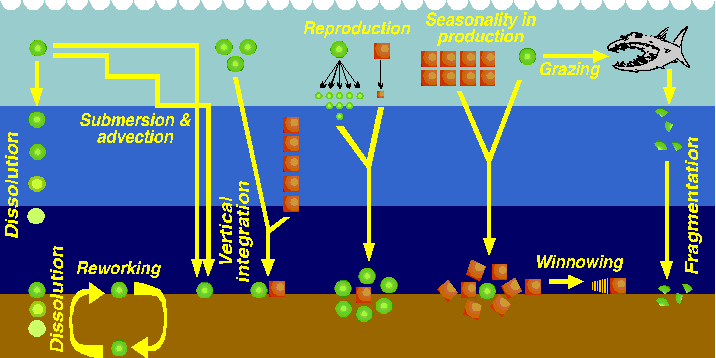 Schematic diagram of the mechanisms that can distort the sedimentary imprint of the planktonic pattern of fossilizable microplankton in general, and of polycystine radiolarians in particular