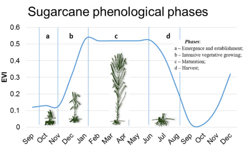 Sugarcane phenological phases relative to crop development