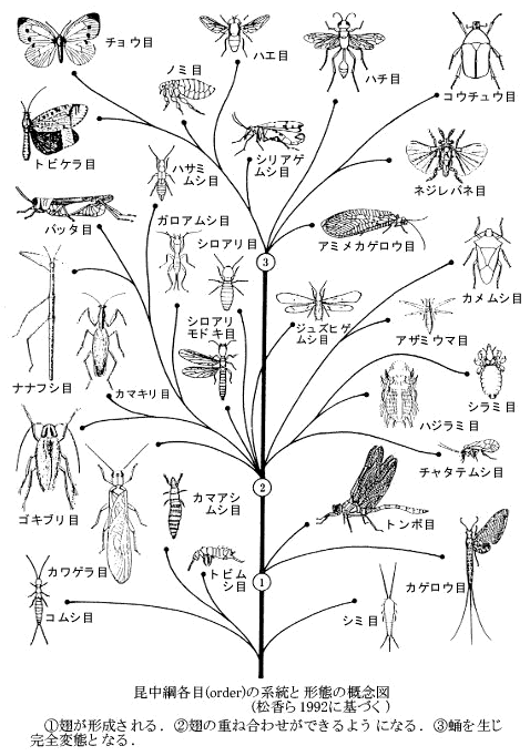 昆虫について（Insects）
